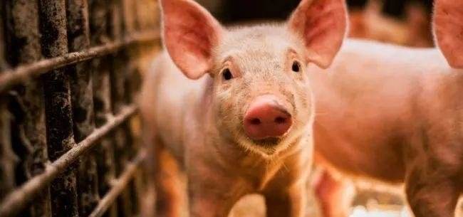两会中关于生猪养殖的“声音”！
